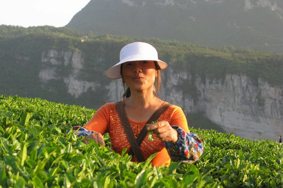 Green Tea: White Jade (Chinese Gyokuro) Fresh Harvest!