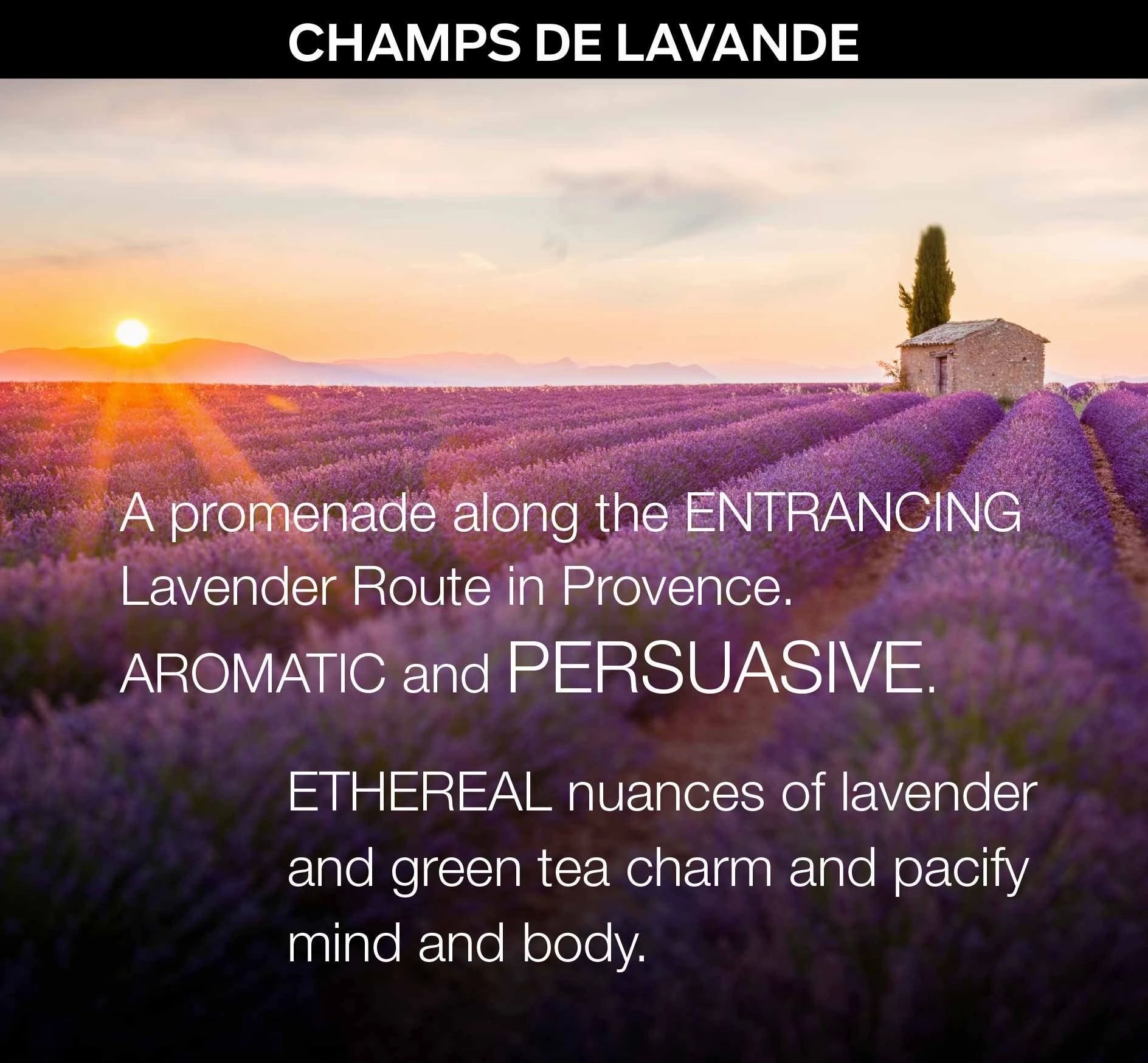HYDRATING SHAVE GEL in CHAMPS DE LAVANDE