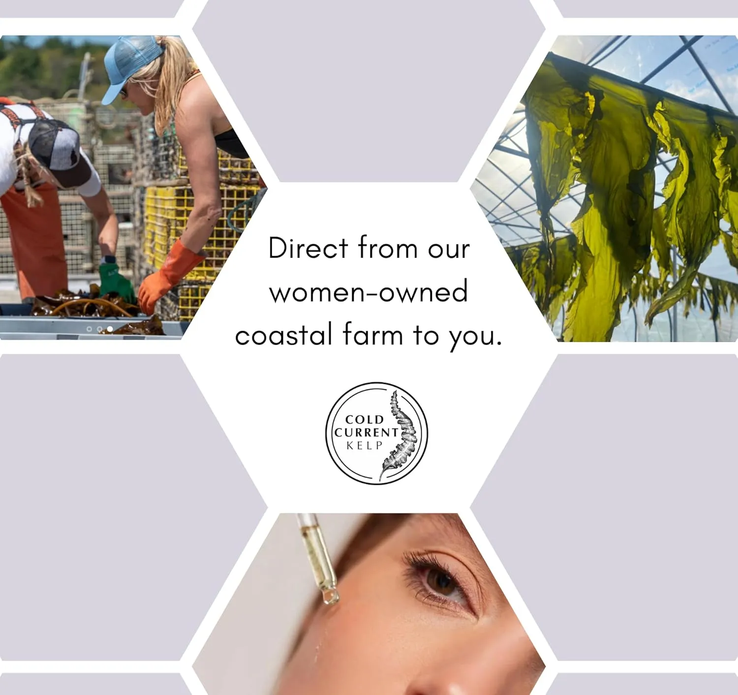 KelpGlow Facial Oil, Maine-Grown Kelp 30ml (Coastal Lavender)
